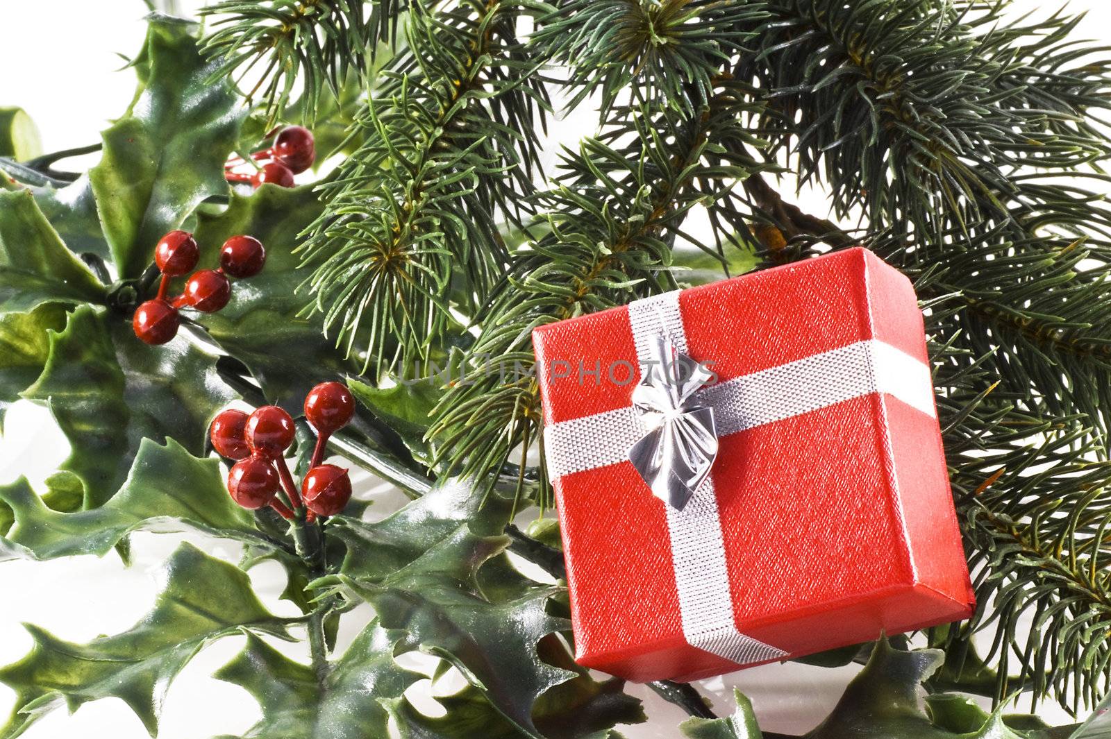 Red gift box on a christmas tree branch and holly; on a white background.