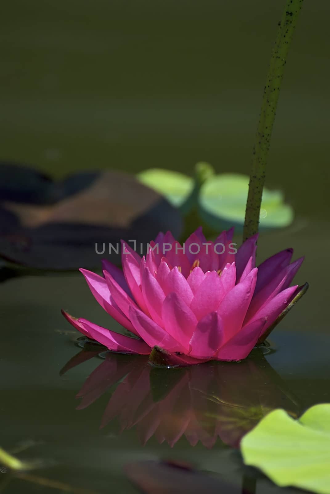 A beautiful red water lily and reflection