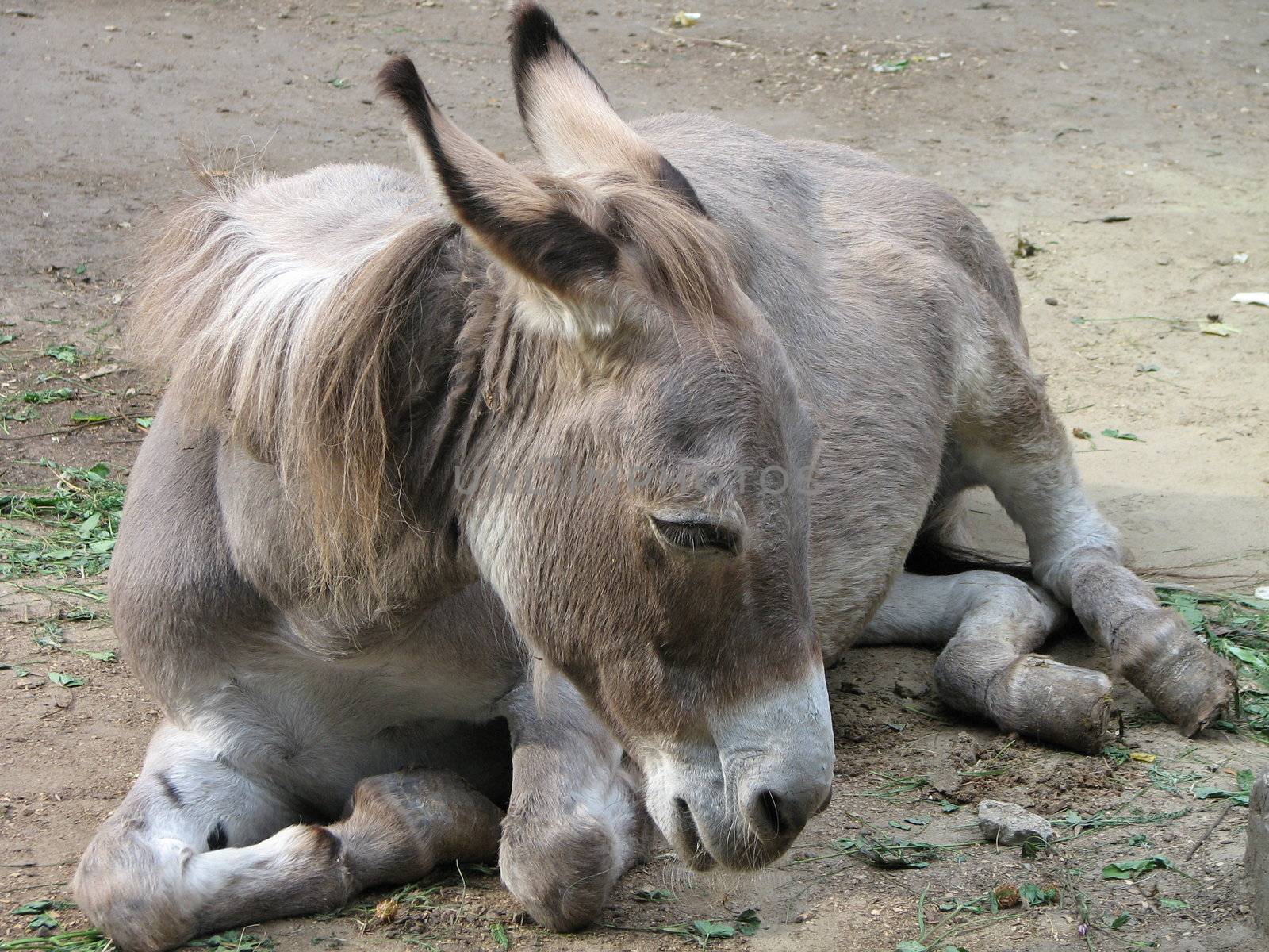 The burro lying on the earth