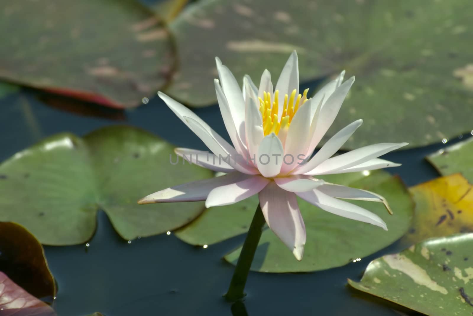 A single white water lily sits in a pond