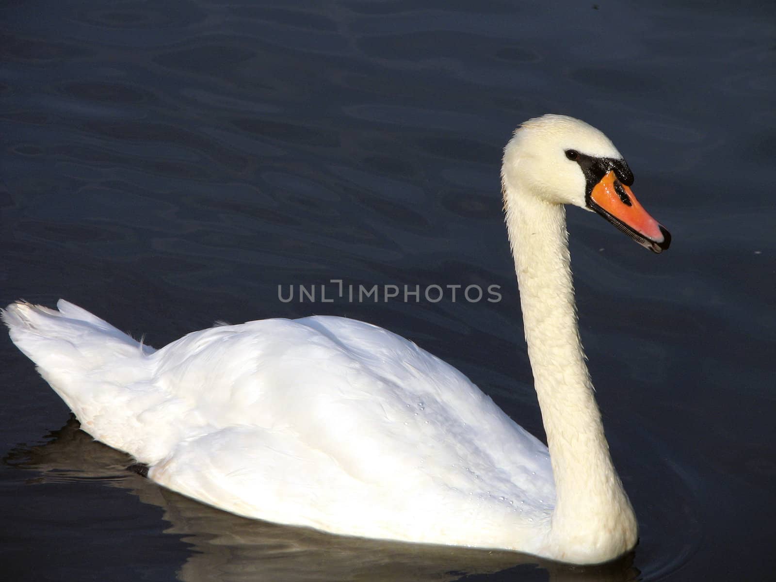 White swan with a red beak is on black water