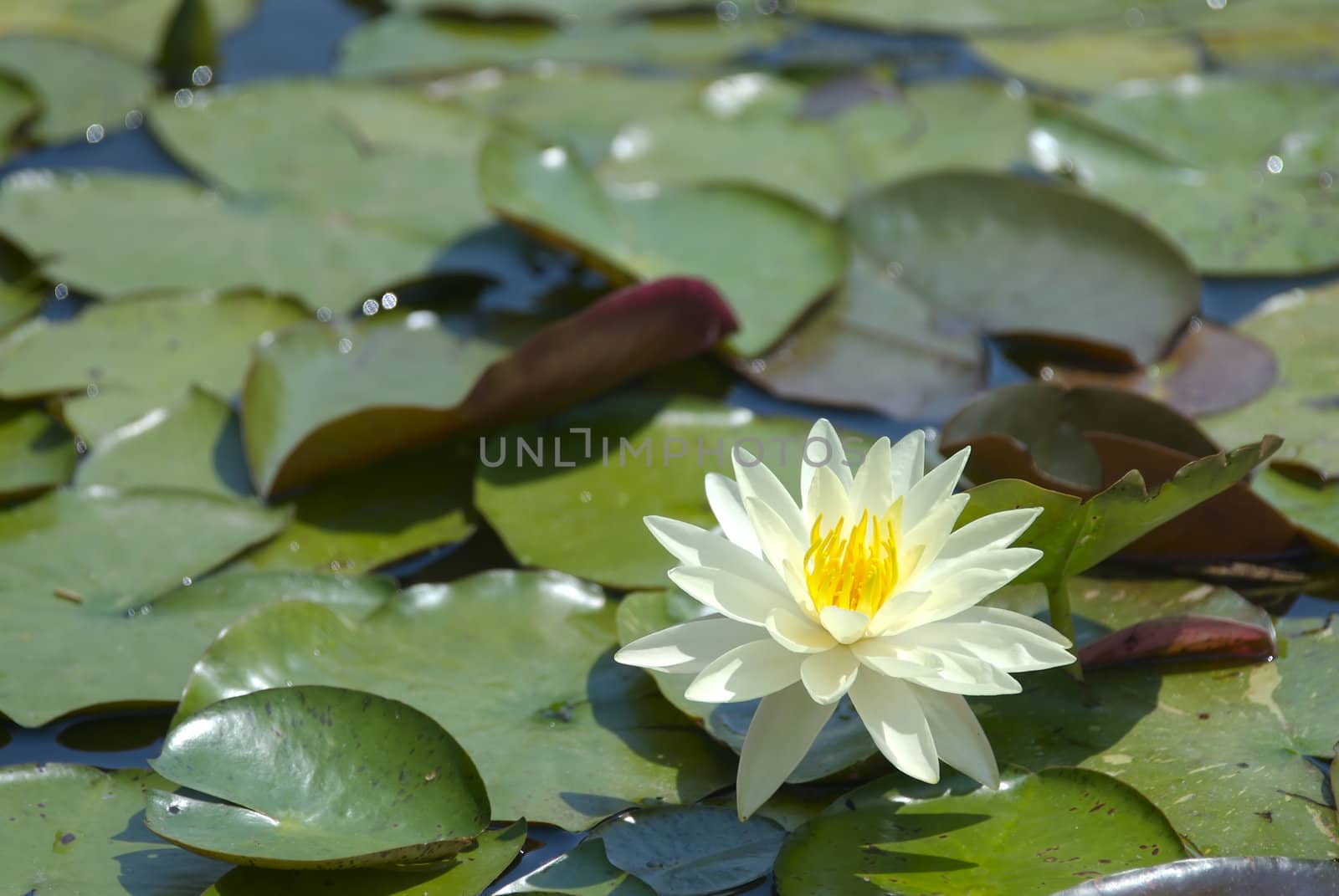 A single water lily is surrounded by a mass of green lily pads