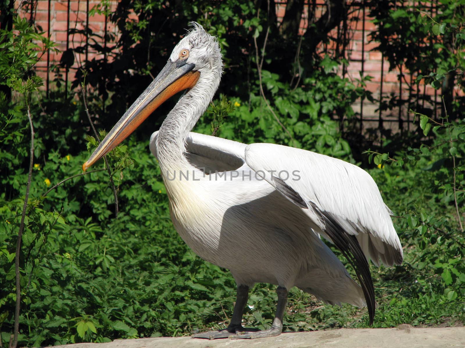 The big bird with a long beak has spread wings