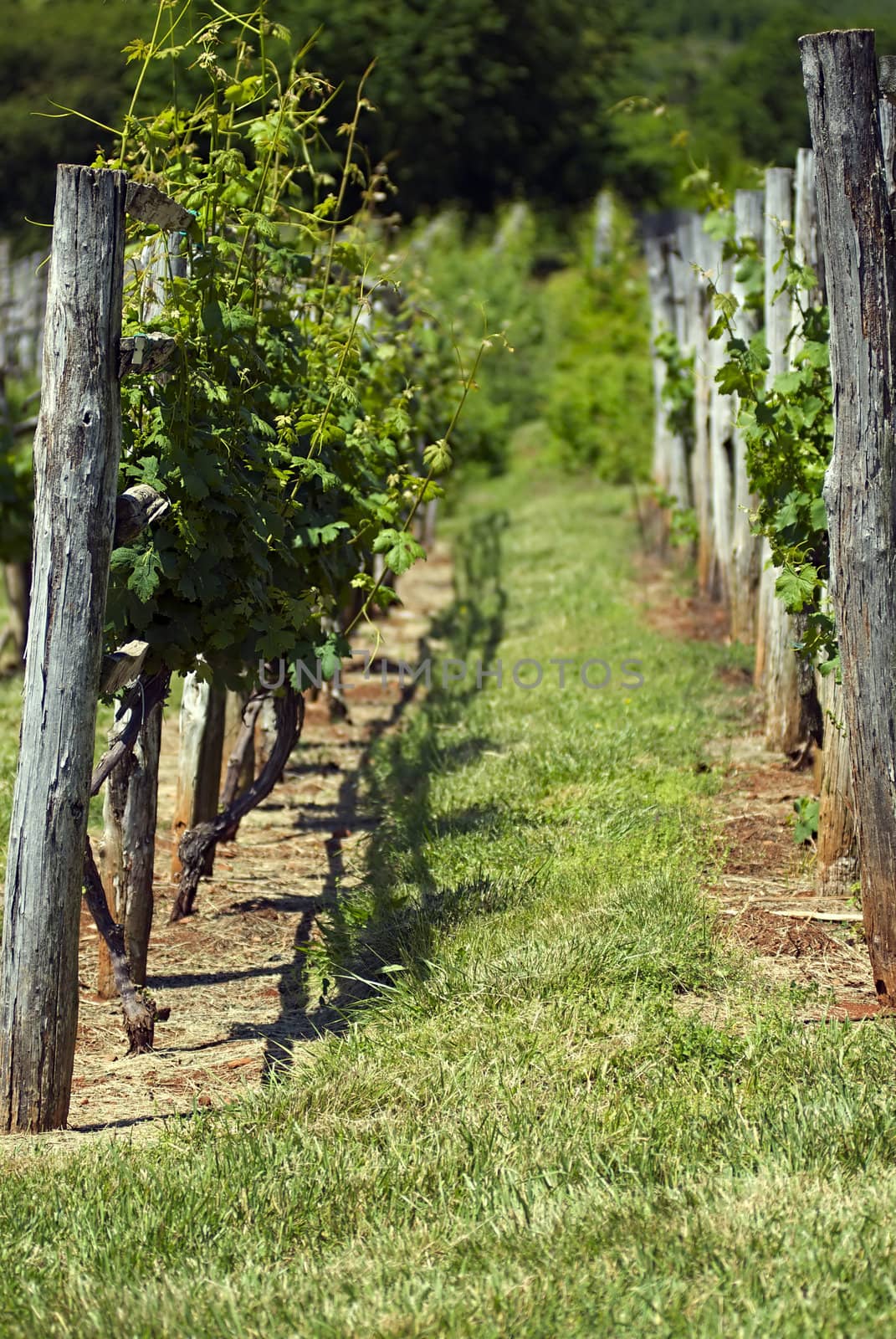 Winery Vineyards by npologuy