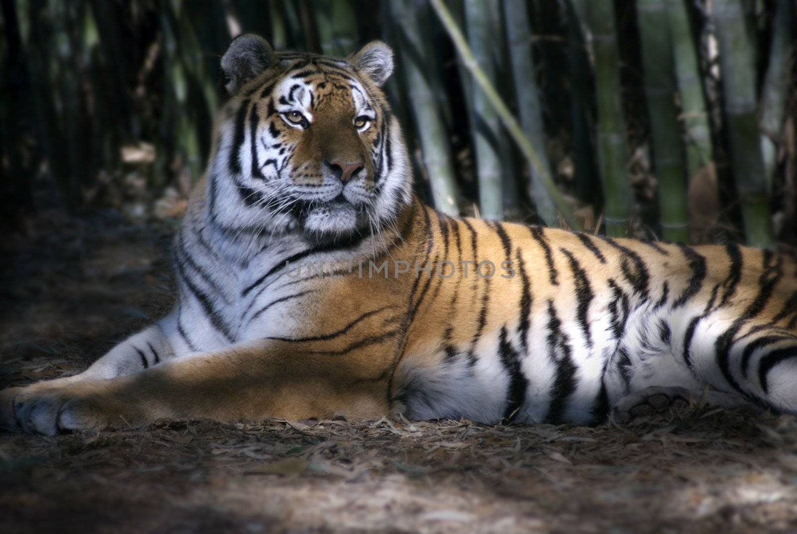 Resting Tiger by npologuy