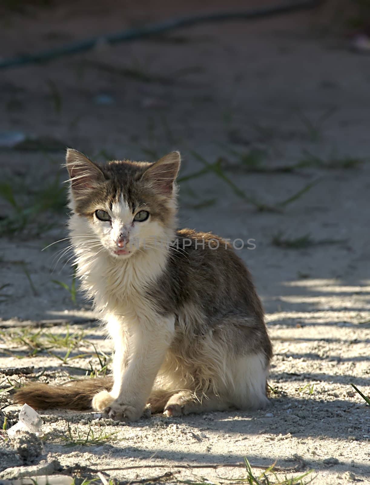 a stray kitten sits hoping for a new home