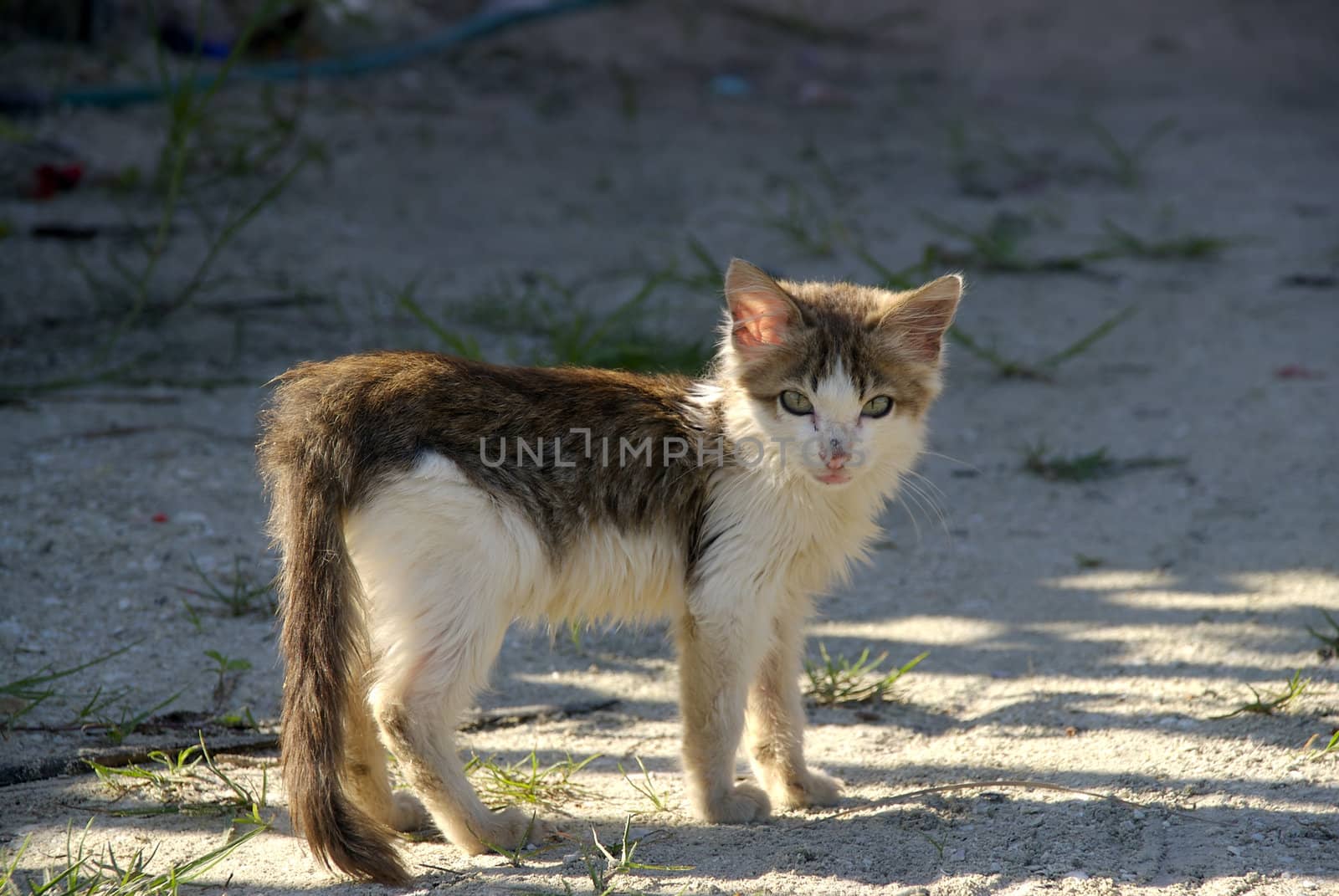 A cute kitten looks longingly for a home 