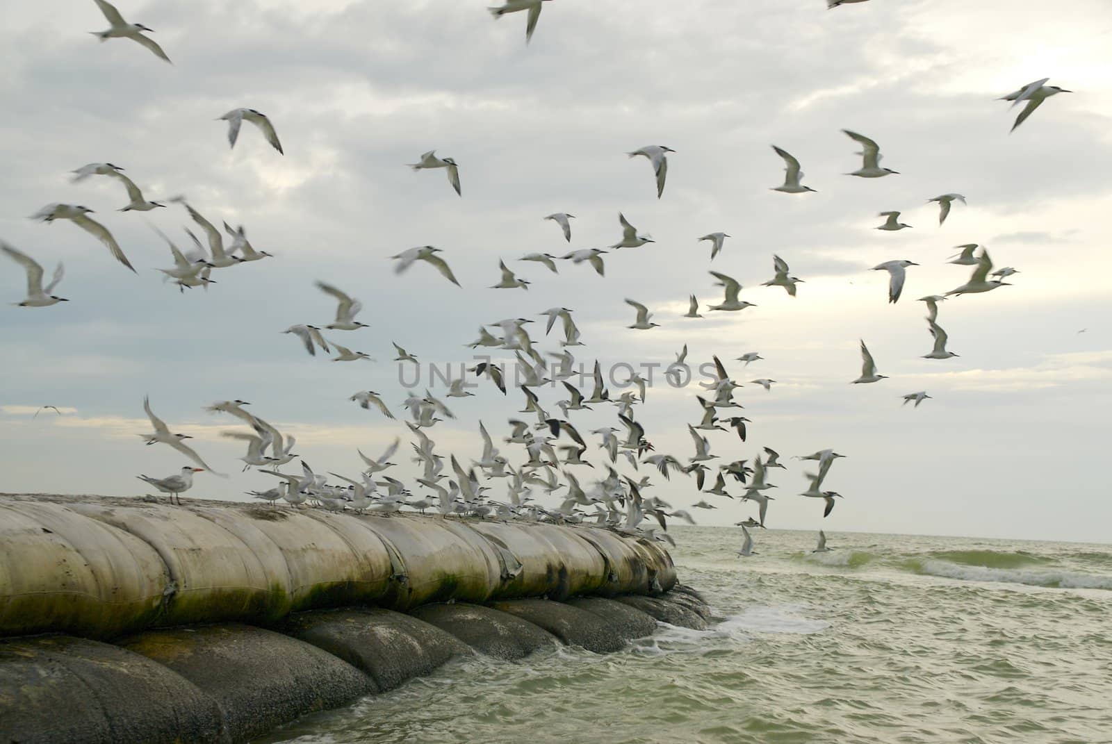 A flock of terns take flight from a man made outcropping at dusk