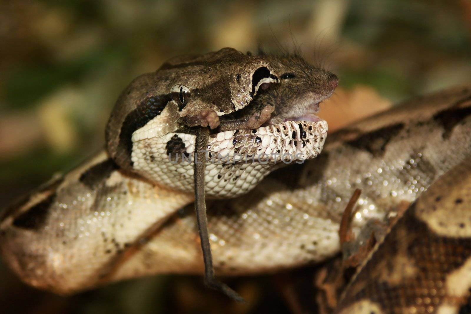 feeding boa constrictor, last moment mouse life. killing for a live.