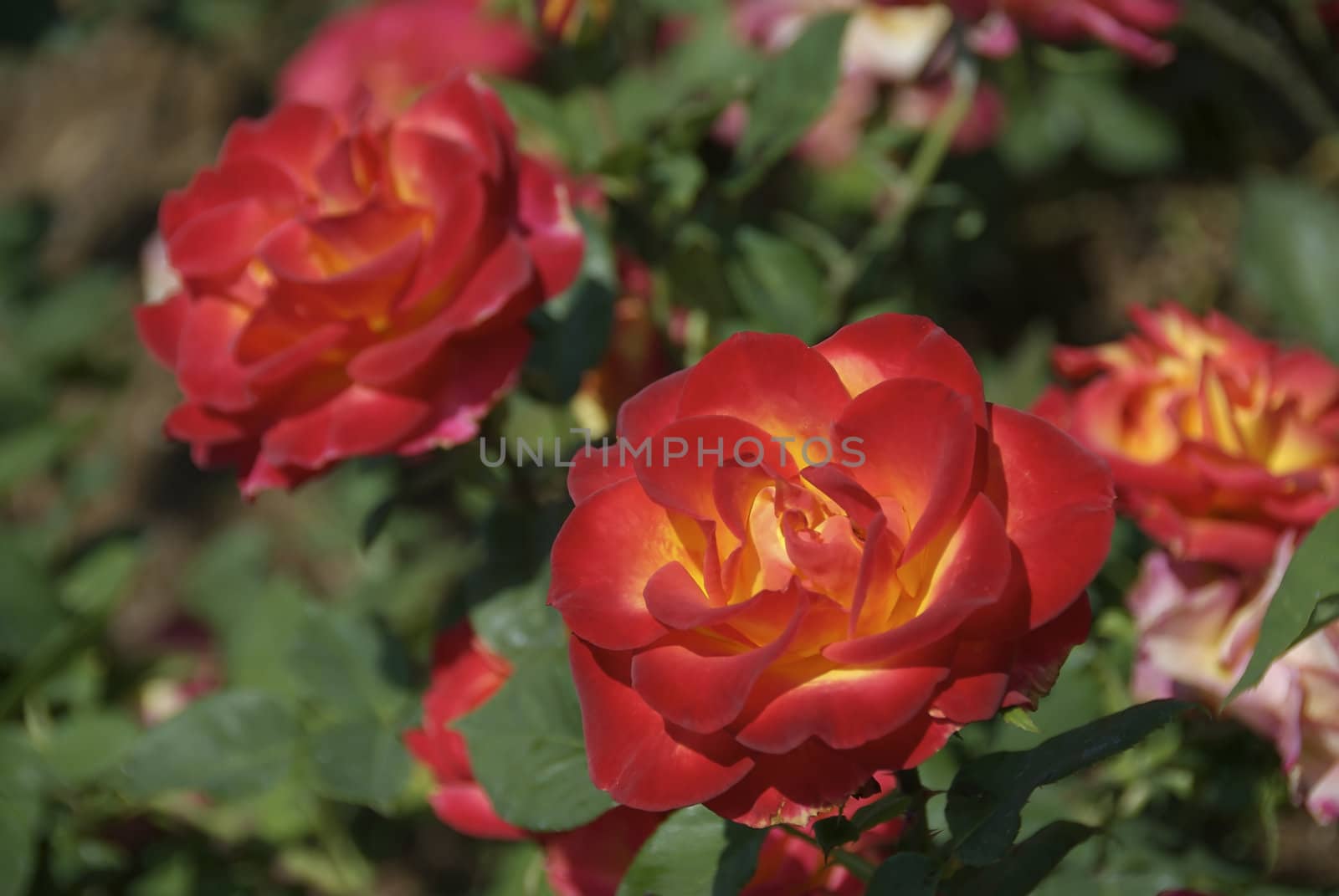 A vibrant bush of red roses