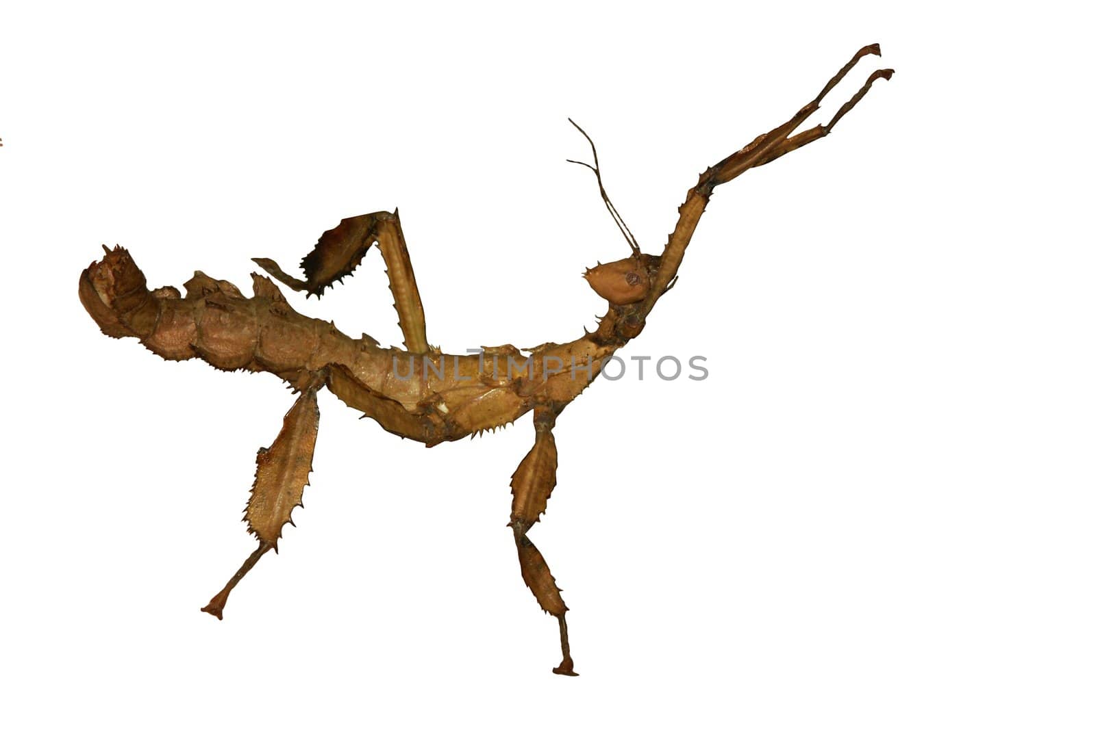 Giant Australian Prickly Stick Insect . isolated on white by kefiiir