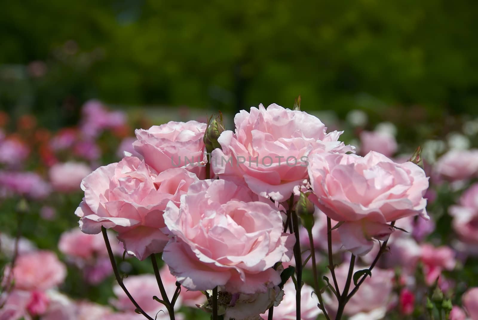 Close up of lovely pink roses