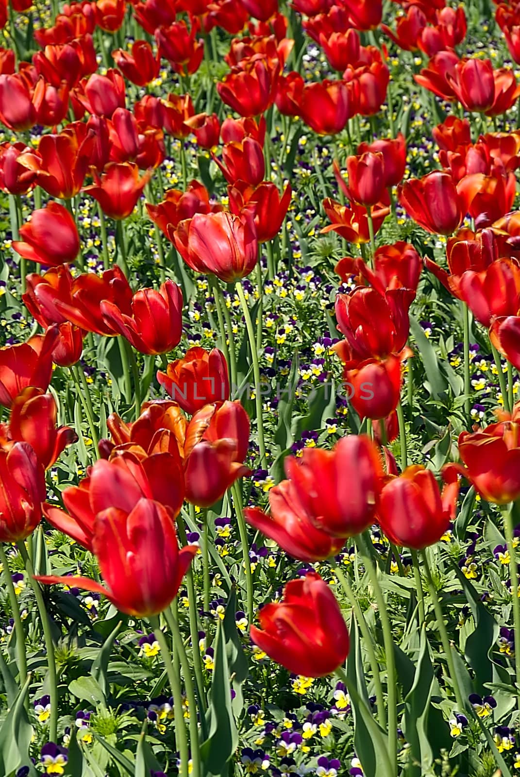 Red Tulips by npologuy