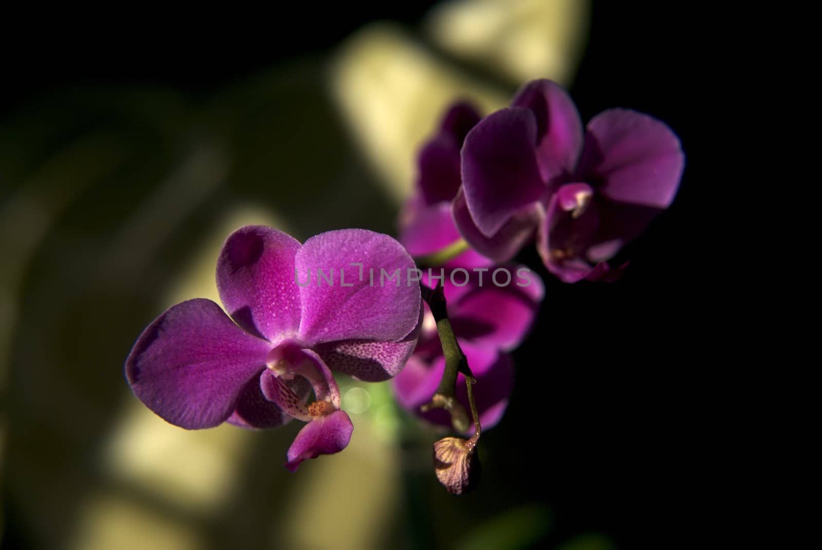 A beautiful Purple Orchid sits against a dynamic background created by the sun