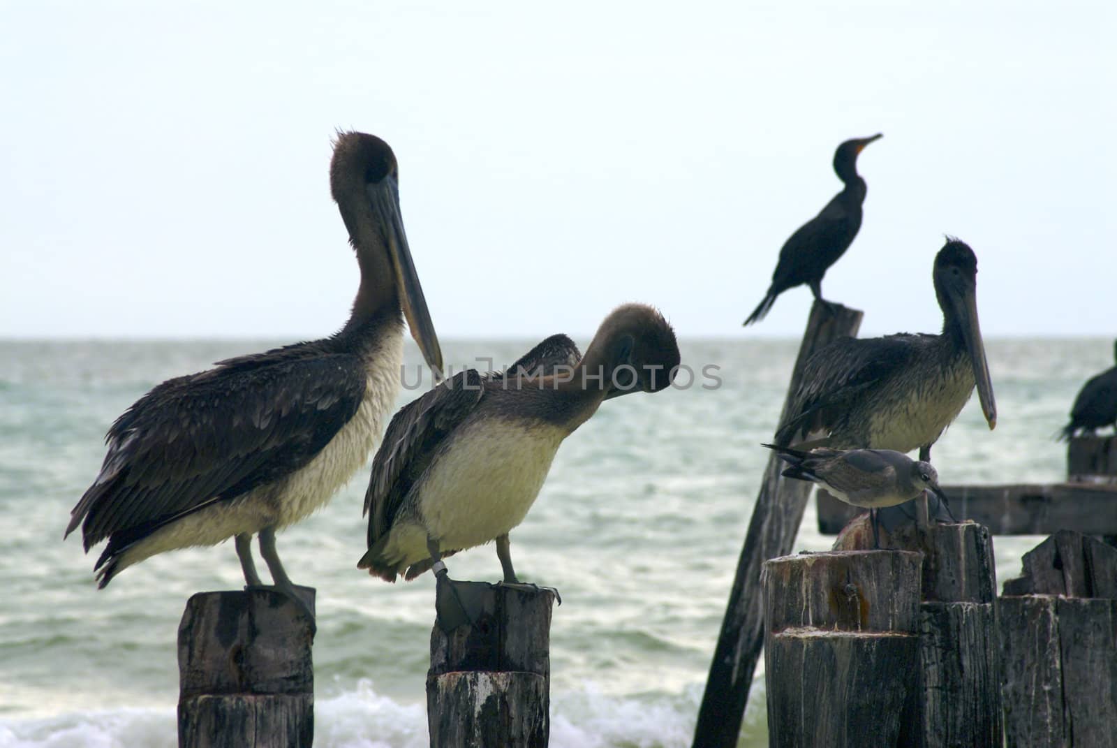 Pelicans on Pilings by npologuy