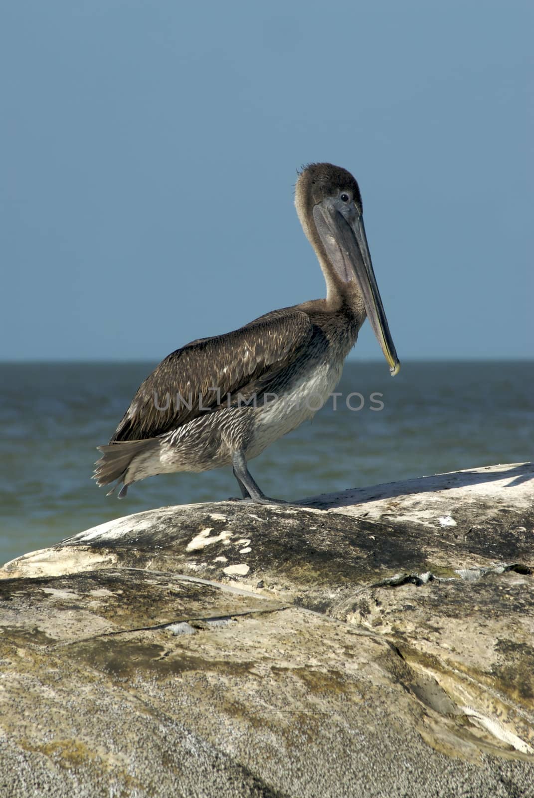a majestic pelican stands alone on a rocky outcrop