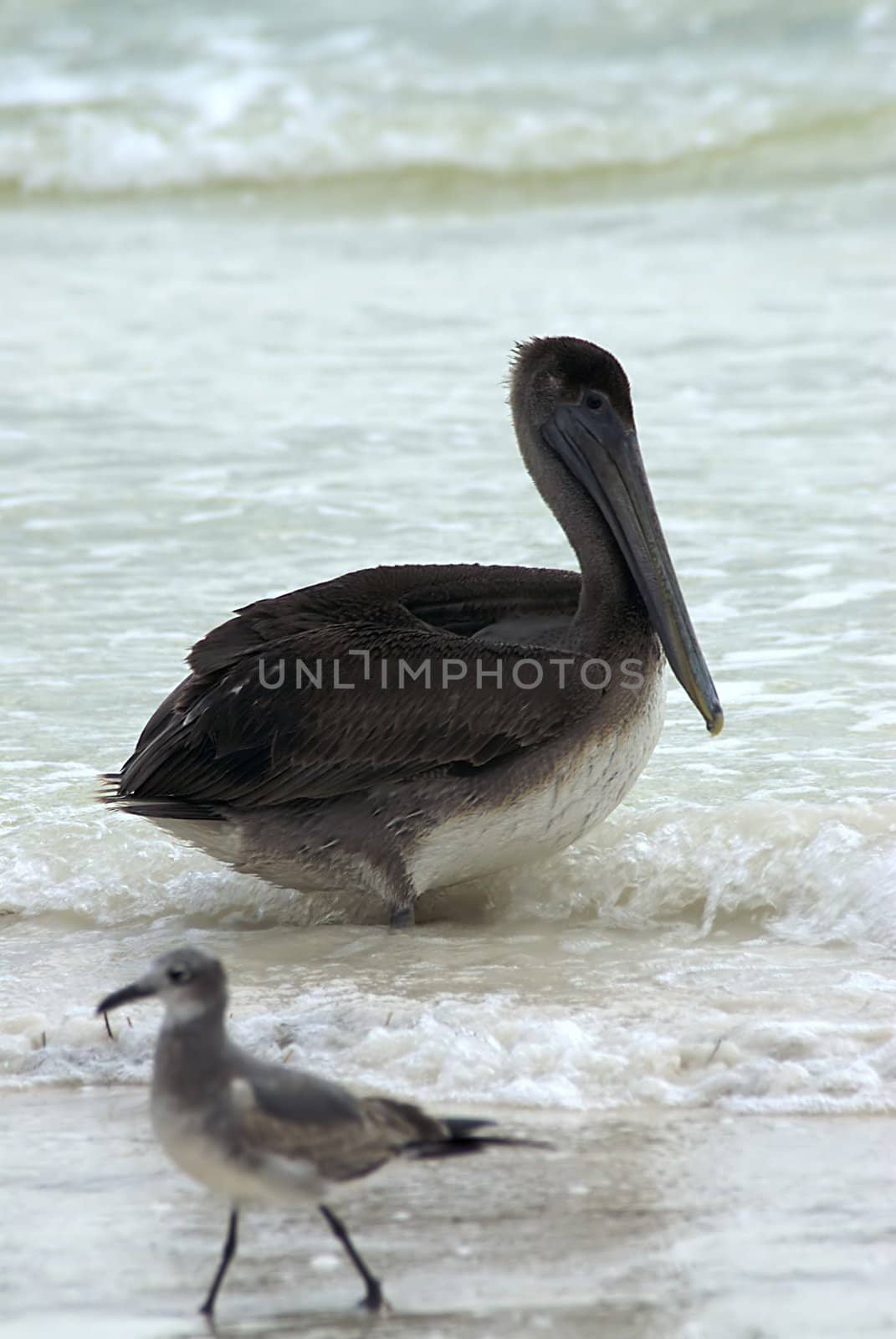 A Pelican and Sandpiper enjoy lounging in the surf on a tropical beach