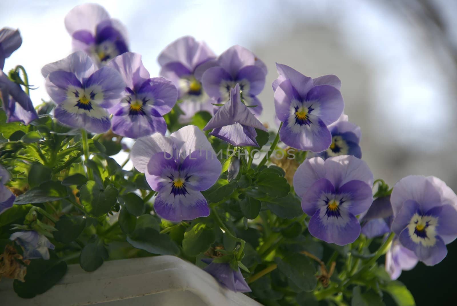 Pansies Close up by npologuy