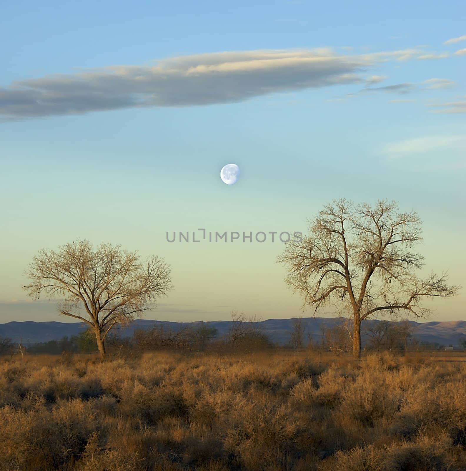 a scenic landscape with the setting moon between two trees