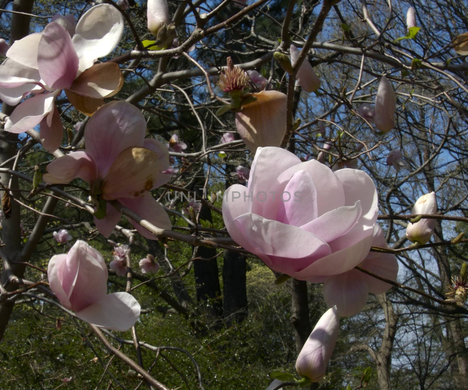 Magnolia Branch and Flowers by npologuy