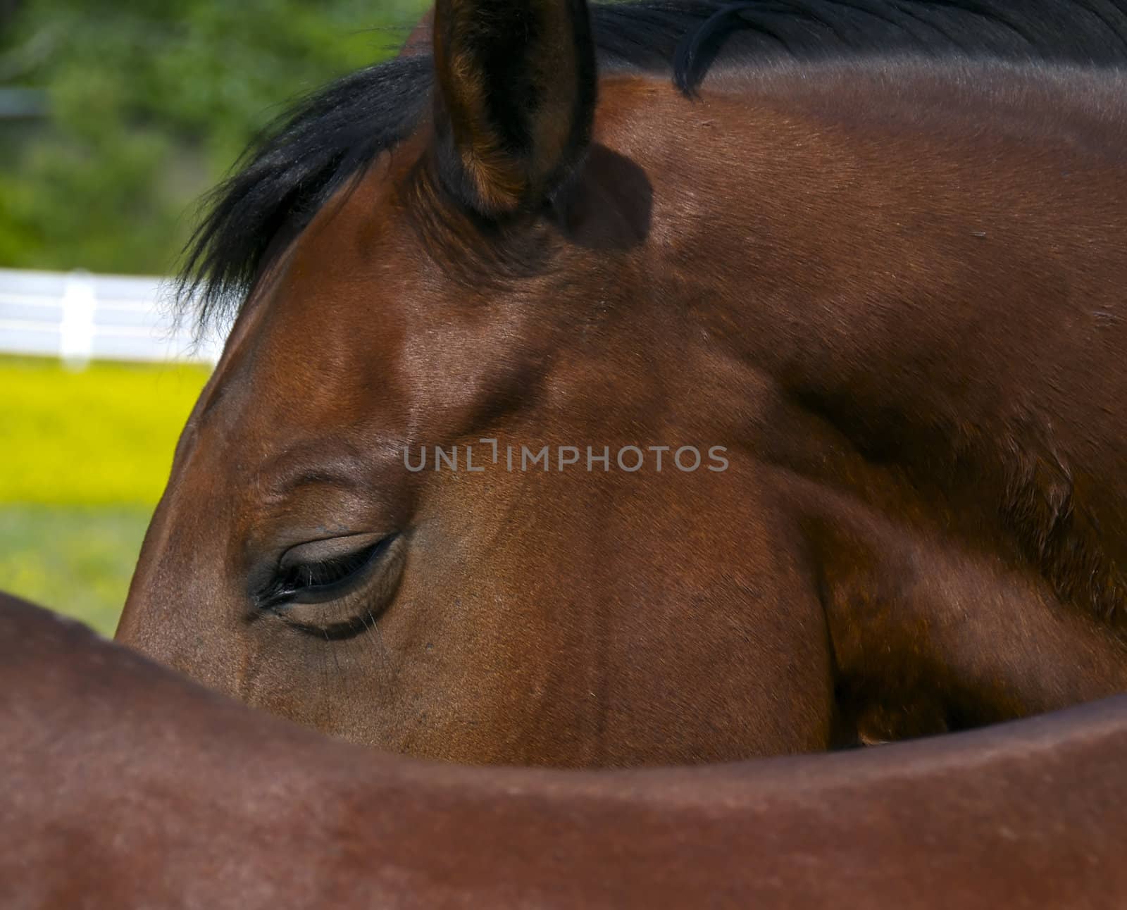 Horse close up by npologuy