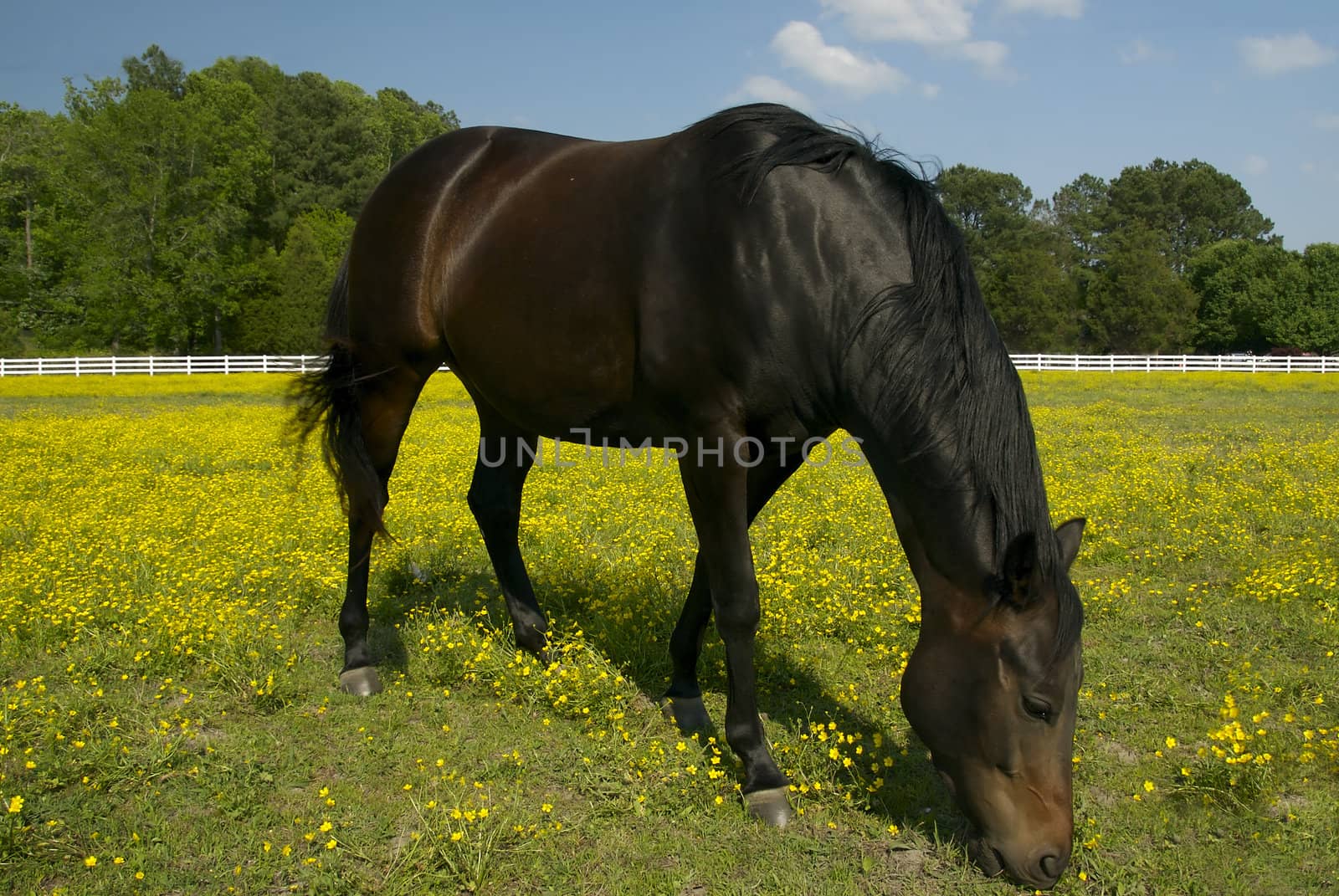 A large black horse grazes peacefully in a flowery meadow