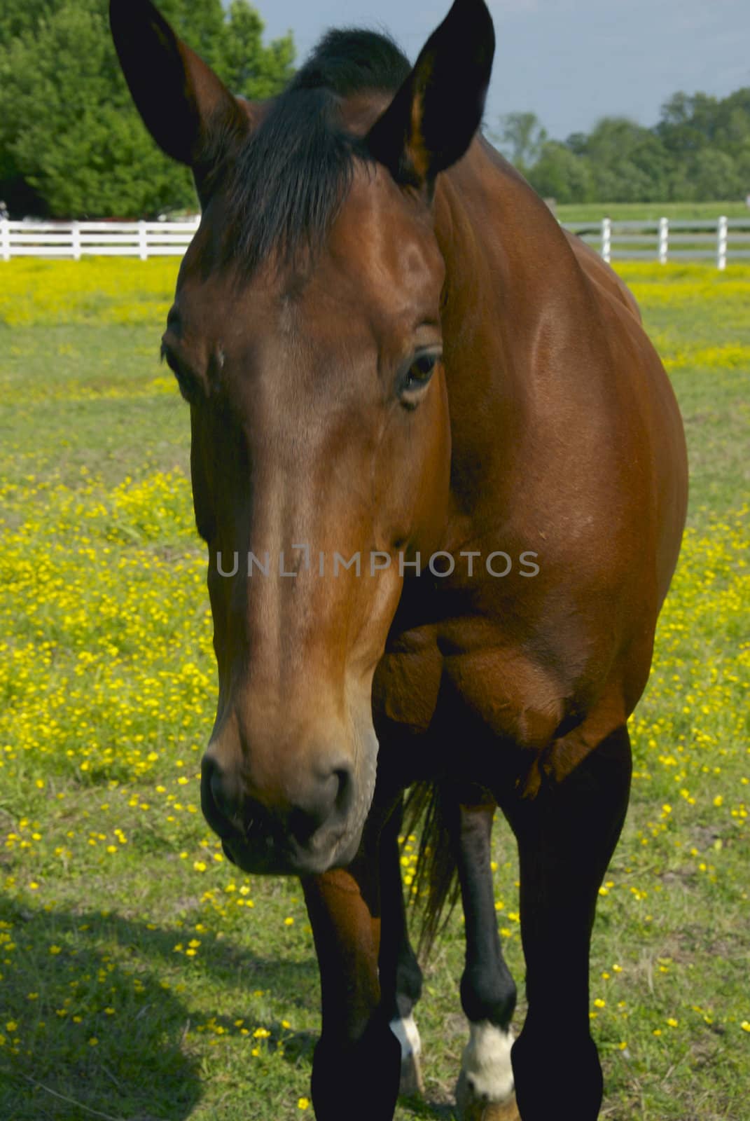 A brown horse in a buttercup field meadow with a white fence