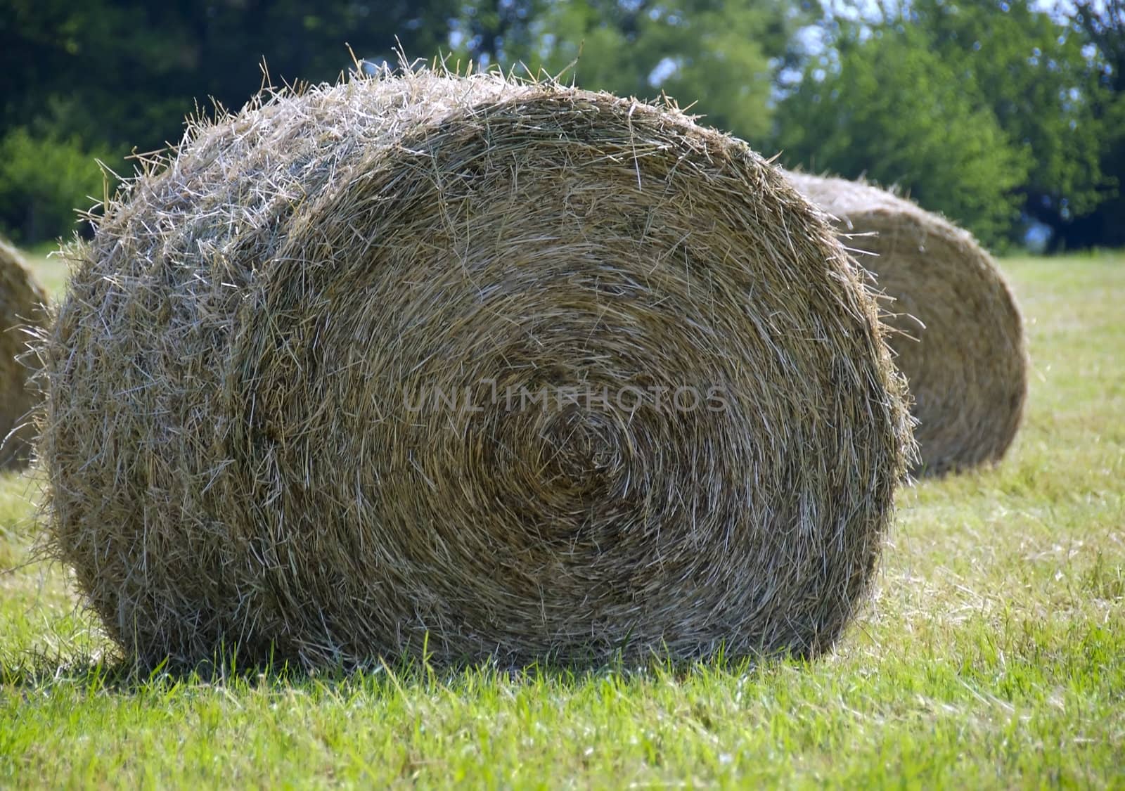 A freshly cut bale of hay dries in the warm summer sun