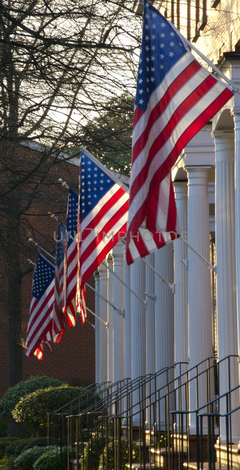 American Flags hanging in a row by npologuy