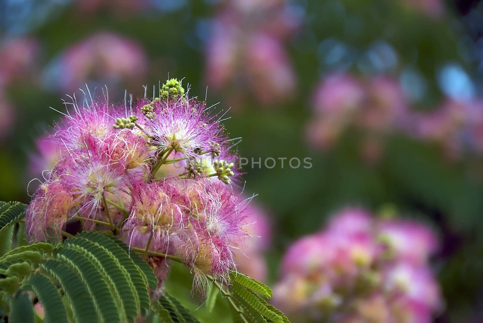 An exotic flower blooms on a tropical tree