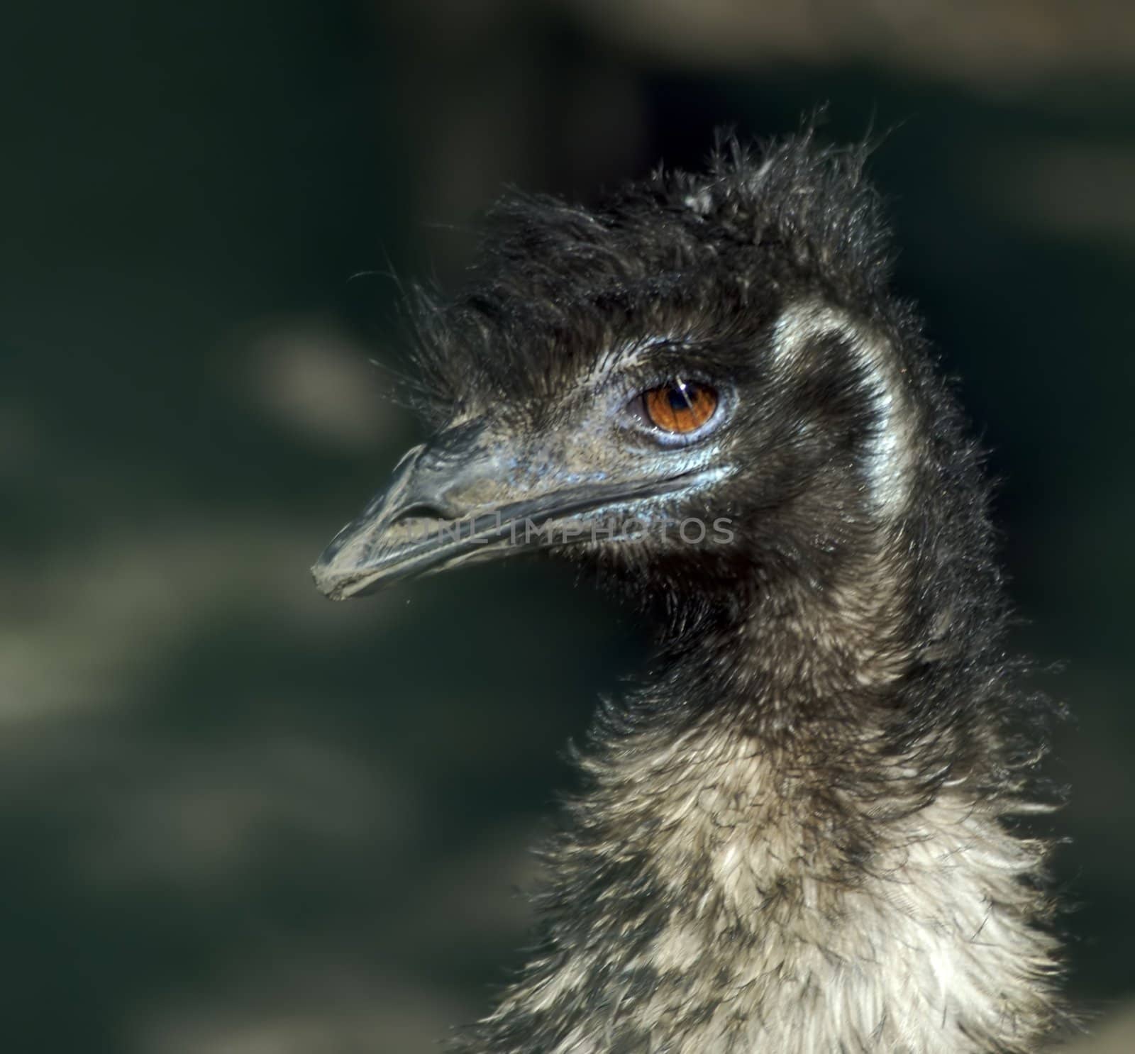 Emu Head by npologuy