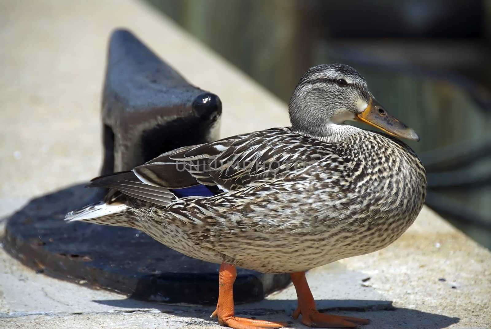 Colorful Duck by npologuy