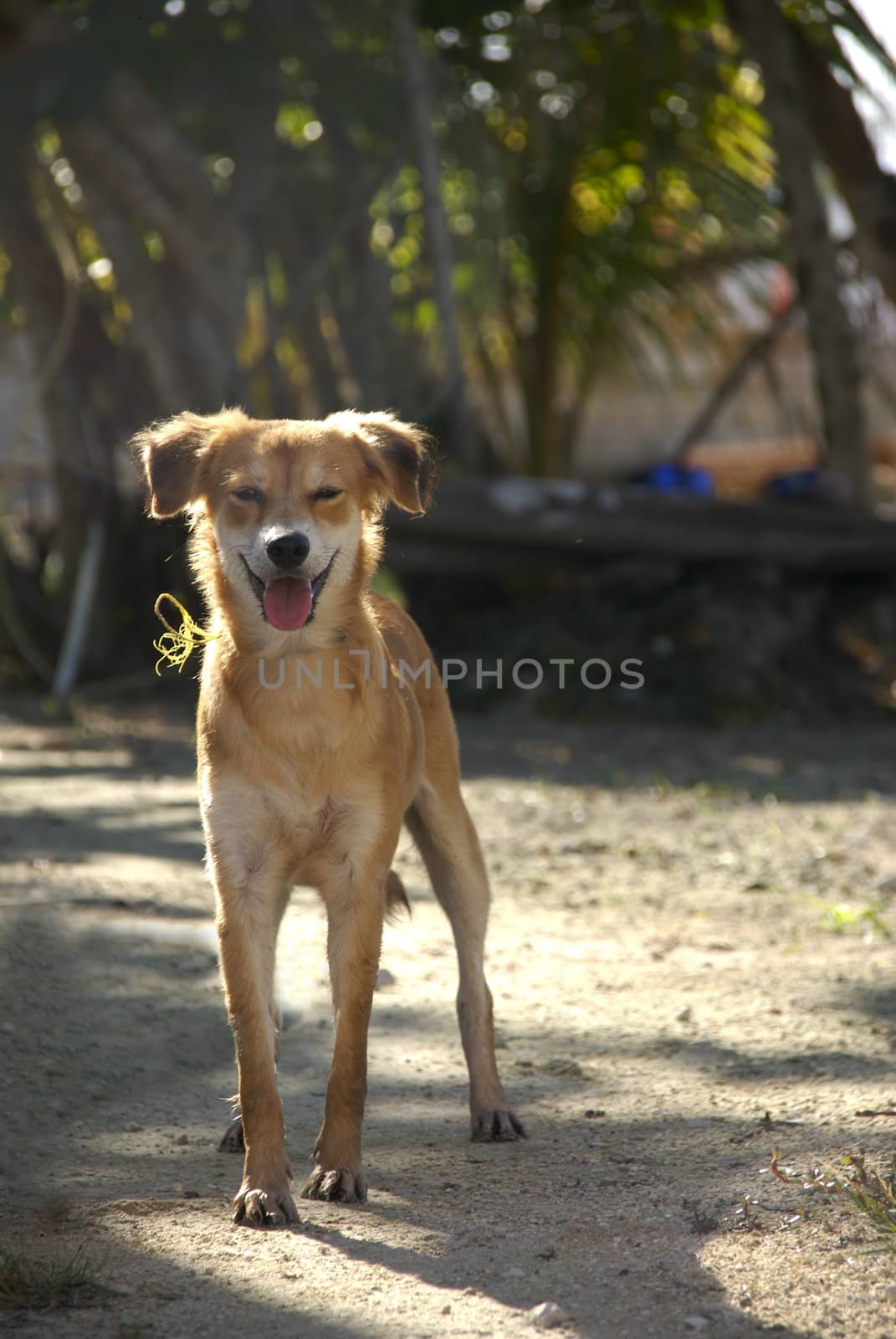 A cute dog stands happily in the middle of a dirt road
