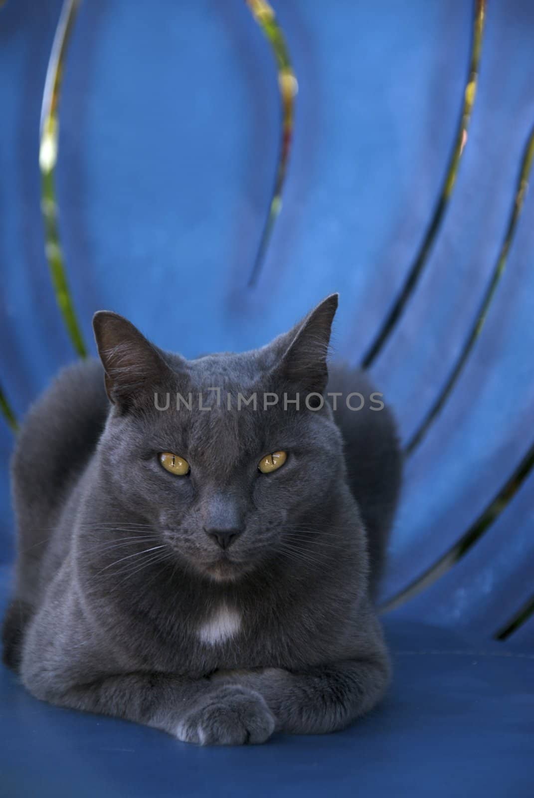 A stray cat sits regally on an aqua blue chair
