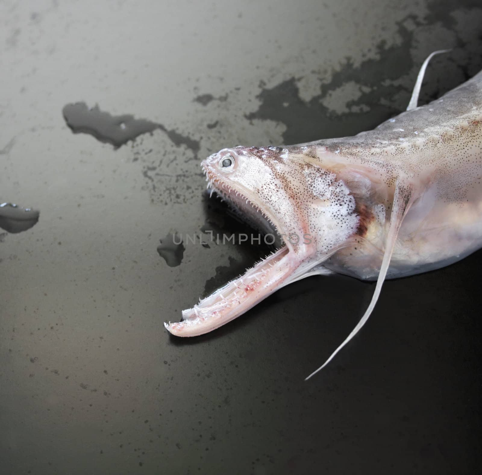 a fish with a mouth full of very sharp teeth and an elongated lower jaw on a partially wet black background
