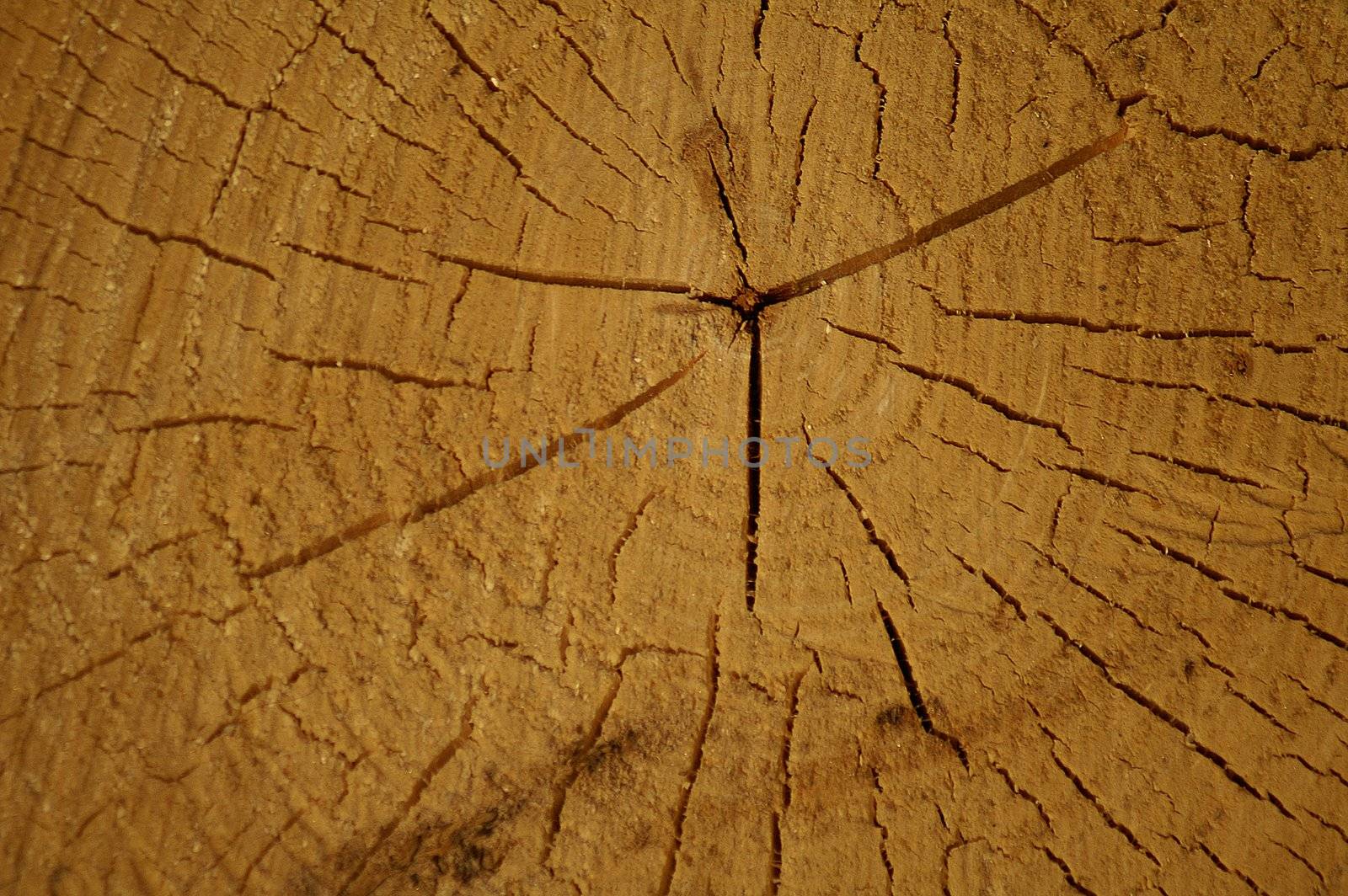 radial wooden texture