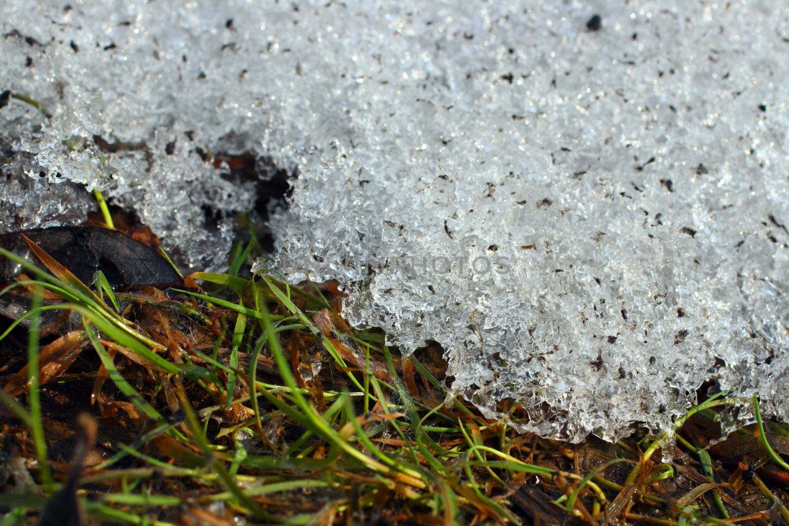 first spring green grass under melt snow