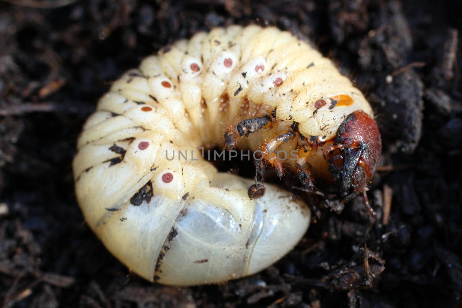 larva of may-bug by Mikko