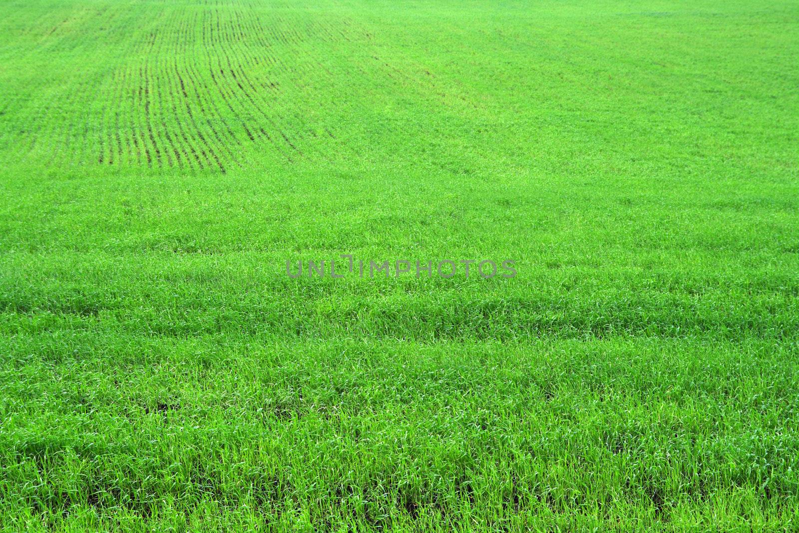 green herb grass field background