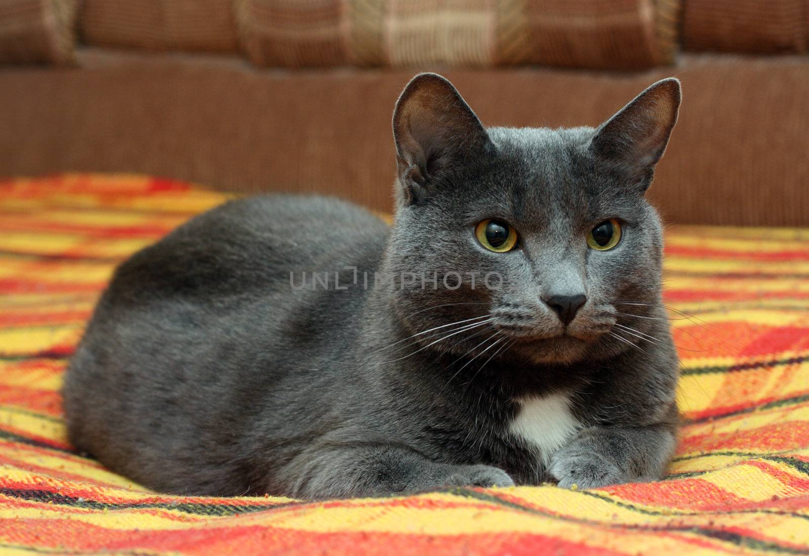 portrait of big gray cat by Mikko