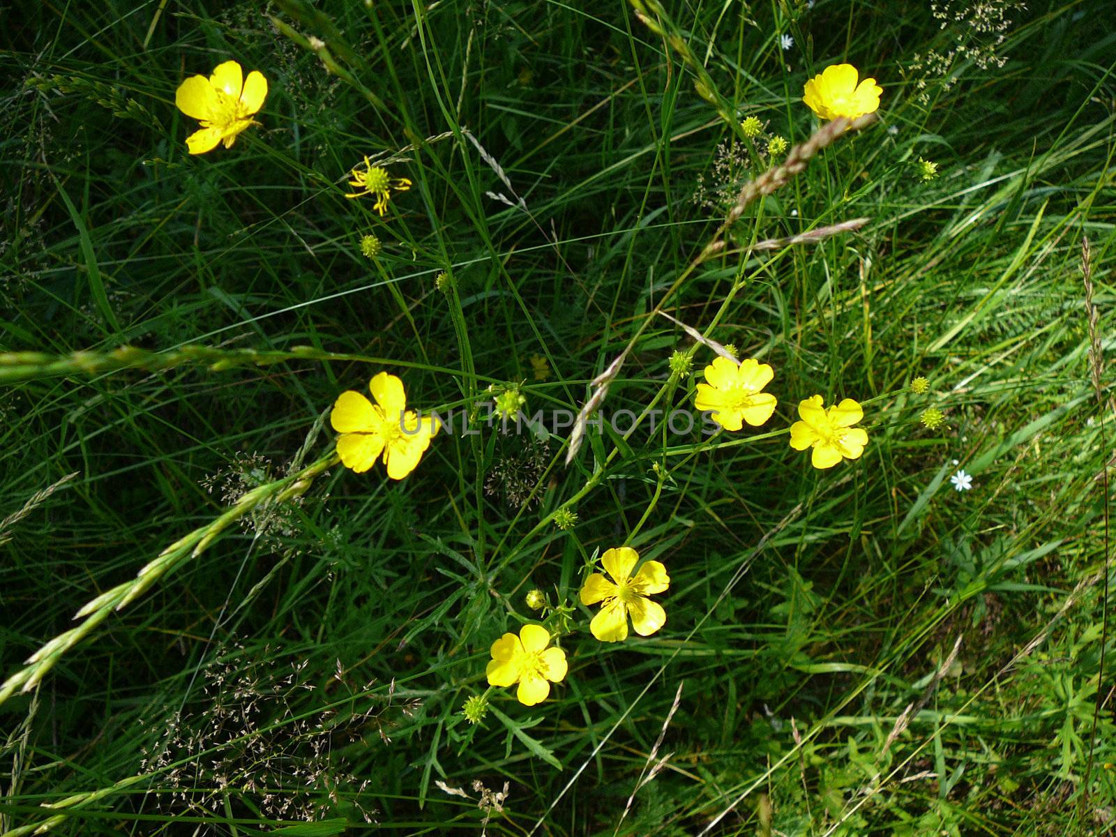 small yellow flowers on dark grass by Mikko