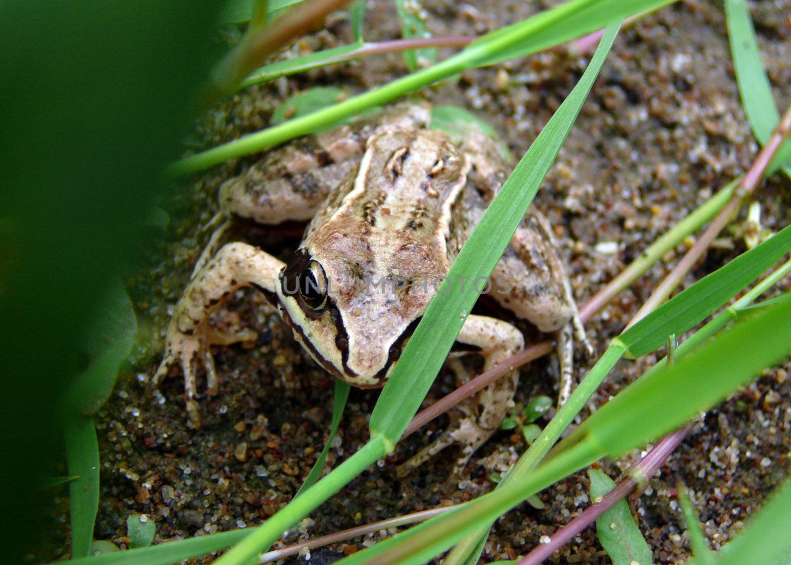 frog in green grass close-up