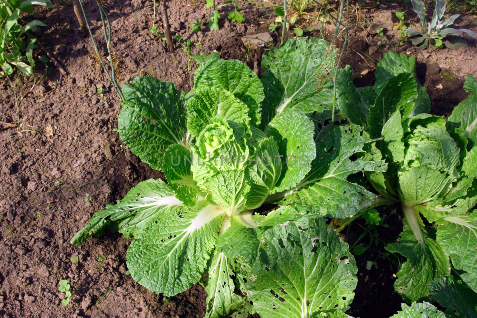 Cabbage in a kitchen garden