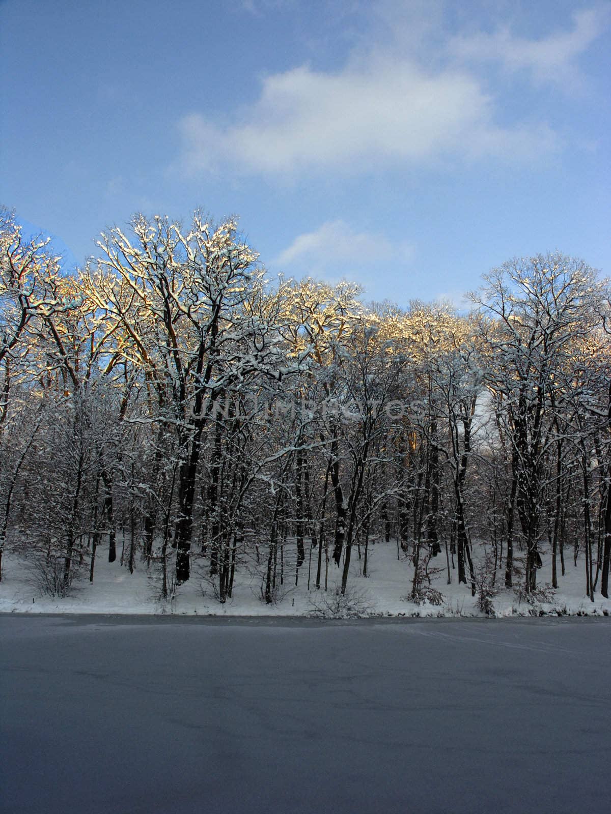 Trees in winter with sunlighted upper branches