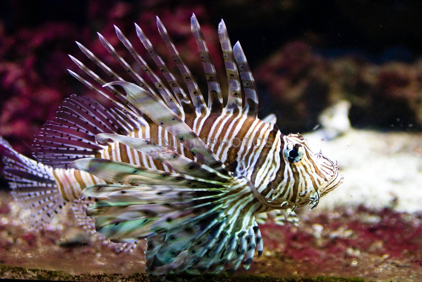 Giant Red LionFish, dangerous and poisonus