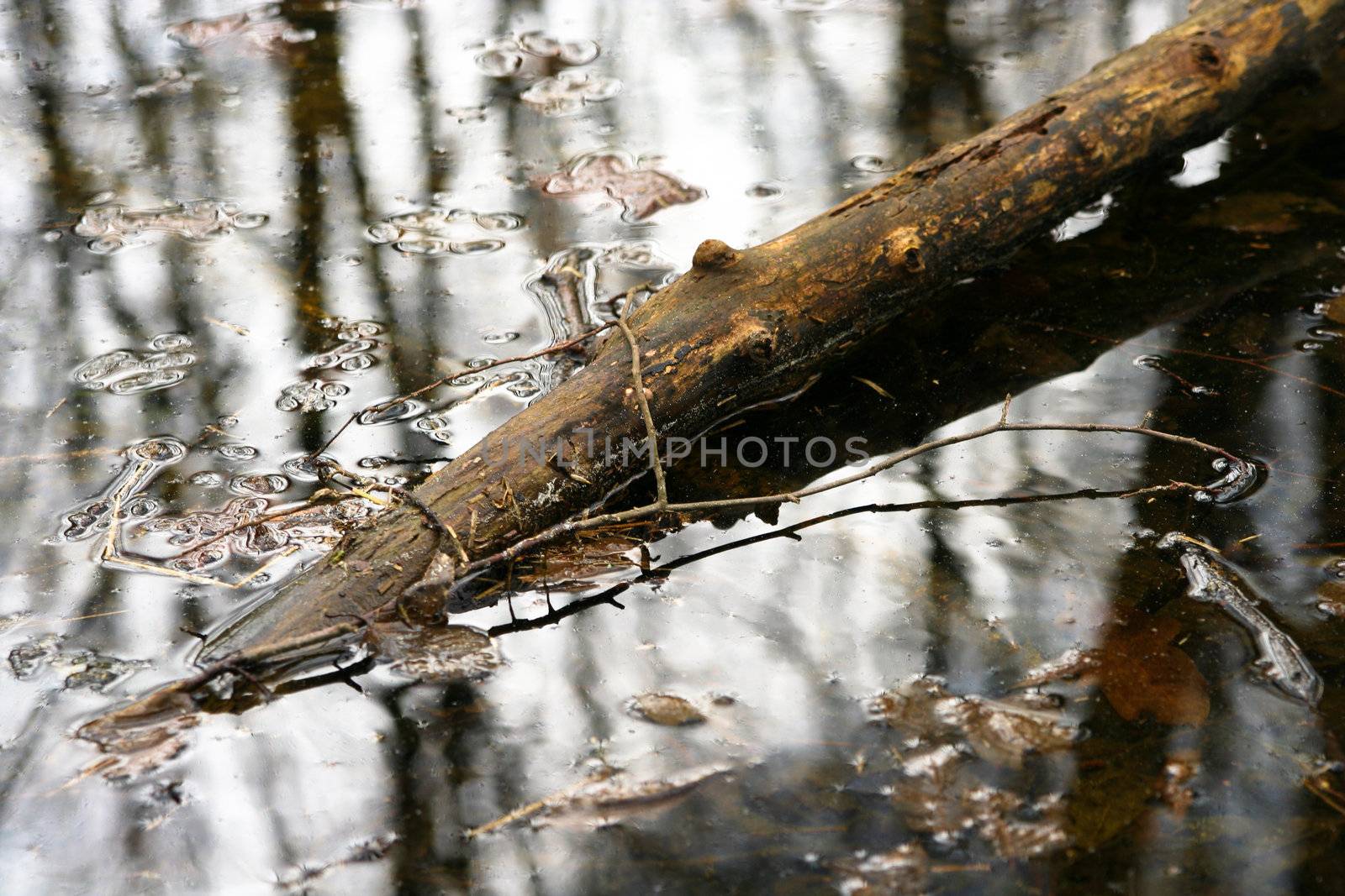 watter in forrest