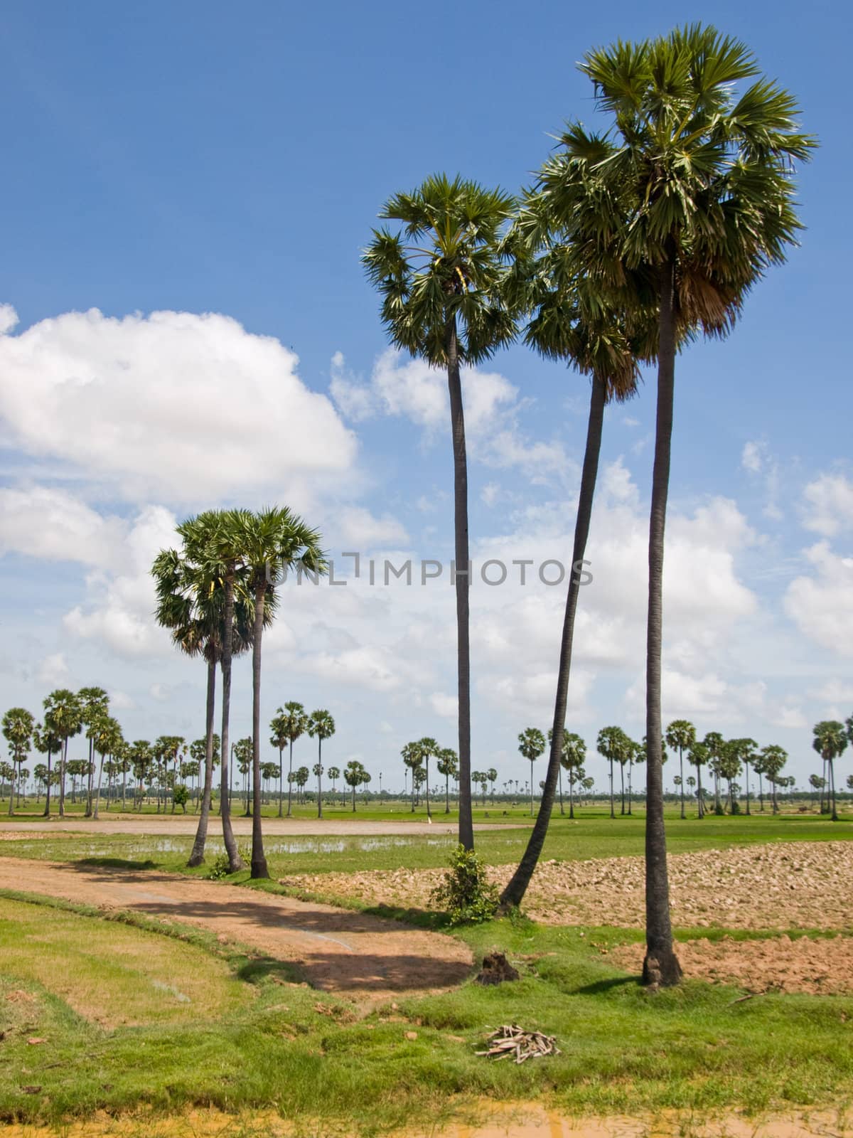 The picture of antient cambodian palms on the way from siem riep to pnom pen