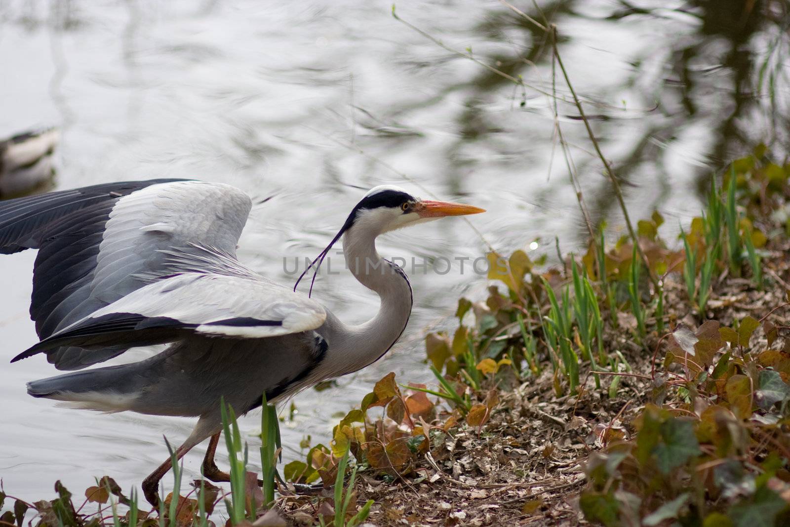 stork