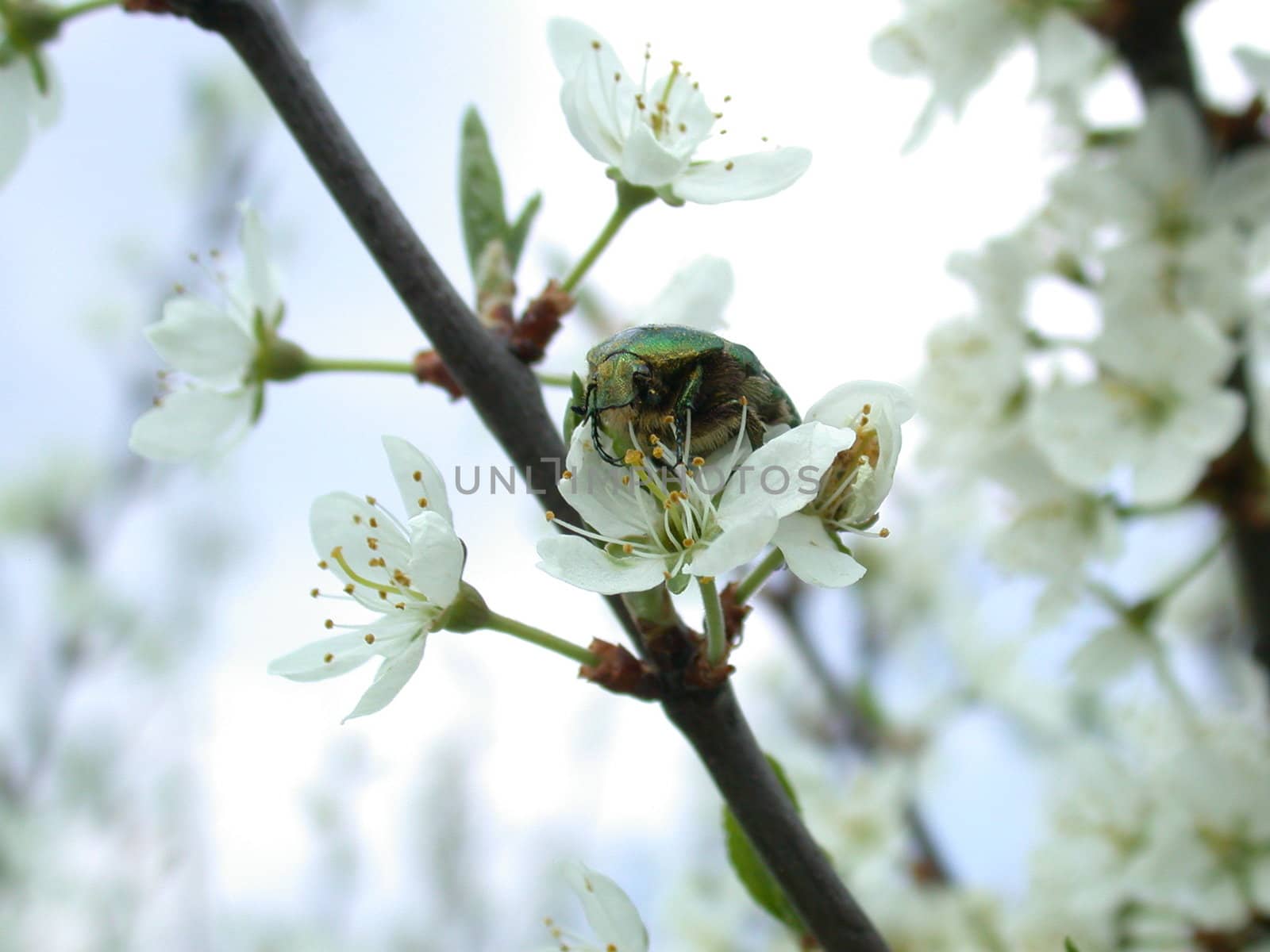 bug on flowerses  by sav