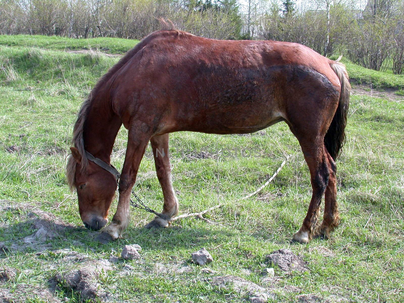 The horse grazes on meadow